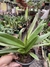 Paphiopedilum leeanum comum Entouceirado (Sapatinho) - comprar online