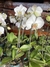 phalaenopsis alba (adulta com flor)