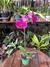 phalaenopsis Pik - comprar online
