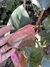 Planta Philodendron Pink Princess - comprar online