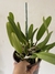 Cattleya Jaguariuna (Touceira) - comprar online