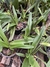 Paphiopedilum leeanum comum Entouceirado (Sapatinho) na internet