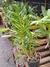 Dendrobium finbriatum ,(ADULTA) - comprar online