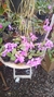 Cattleya nobilior tipo - comprar online