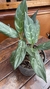 Aglaonema nitidum - comprar online