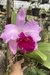 Cattleya Blc Beatriz Kunning ( com espata floral ) - comprar online