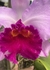Cattleya Blc Beatriz Kunning ( com espata floral ) - Orquidário Flor de Seda