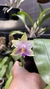 phaleanopsis Bellina na internet