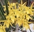Brassocattleya Sunny delight (Brassavola perrini x C. aurantiaca)