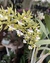 Epidendrum Stanfordianum- Adulto na internet