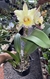 MS 41, Blc. Toshiae aoki x Blc. Erin KobayashlLaihana Gold - Orquidário Flor de Seda