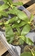 phaleanopsis Bellina - comprar online