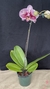phalaenopsis exotica na internet