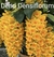 Dendrobium Desinflorum