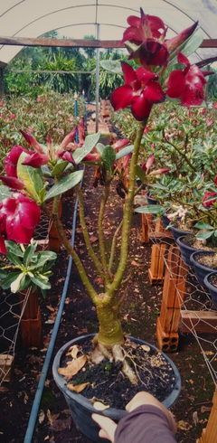 Flor Rosa do Deserto adulta gigante 6 anos exemplar + D 60cm - loja online