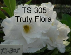 Rosa do Deserto branca enxertada tripla TS-305