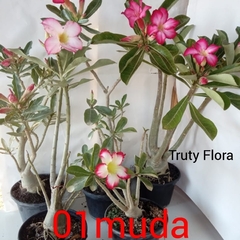 01 Rosa do Deserto florindo cor sortidas podendo ser dobrada, triplas ou simples + brinde - Truty Flora - Rosa do Deserto - Novidades de cores raras