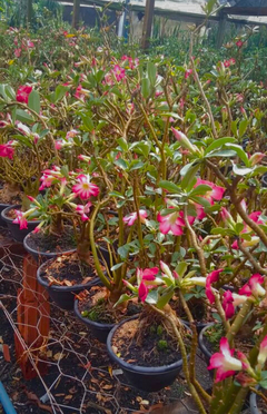 Flor Rosa do Deserto adulta robusta de 6 anos exemplar 60cm - loja online