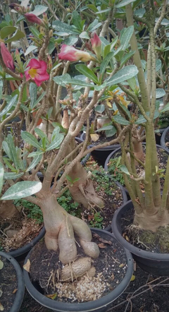 Flor Rosa do Deserto adulta gigante 6 anos exemplar + D 60cm - Truty Flora - Rosa do Deserto - Novidades de cores raras