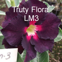 Rosa do deserto enxertada negra dobrada LM-3 + brinde - Truty Flora - Rosa do Deserto - Novidades de cores raras