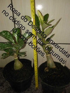 Rosa do Deserto amarela mesclada enxertada Dobrada LM-49 - comprar online