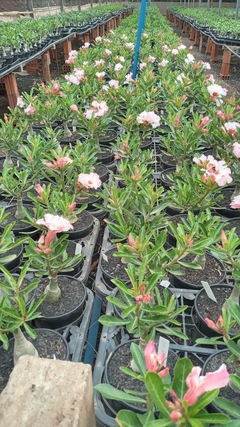 Rosa do Deserto enxertada dobrada CO-65 + Brinde - Truty Flora - Rosa do Deserto - Novidades de cores raras