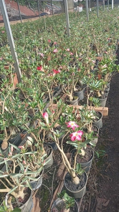 01 Rosa do Deserto florindo cor sortidas podendo ser dobrada, triplas ou simples + brinde - loja online