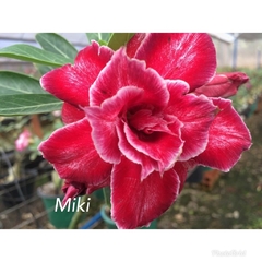 Rosa do Deserto vermelha Perfumada com bordas claras enxertada Dobrada Miki + brinde
