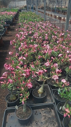 Rosa do deserto enxertada Patuma (TH4) + brinde - Truty Flora - Rosa do Deserto - Novidades de cores raras