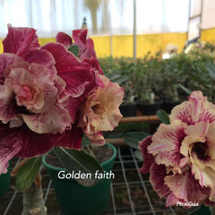 Rosa do Deserto perfumada enxertada Tripla Golden Faith - comprar online