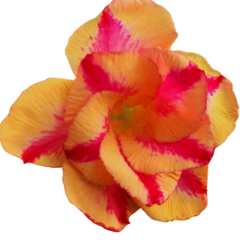 Rosa do Deserto amarela com vermelha enxertada Dobrada TS365