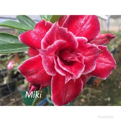 Rosa do Deserto vermelha Perfumada com bordas claras enxertada Dobrada Miki + brinde - comprar online