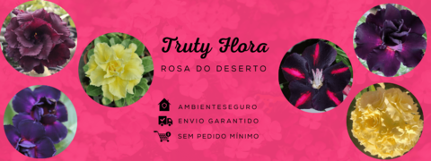 Carrusel Truty Flora - Rosa do Deserto - Novidades de cores raras