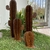 Cactus Cardón Norte