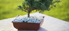 BONSAI RECTANGULAR TA PLASTIC - tienda online