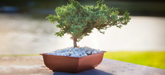 Imagen de BONSAI RECTANGULAR TA PLASTIC