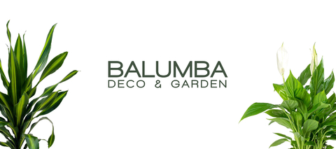 Carrusel Balumba Deco & Garden