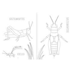 InsectoPinta - Librería El gato Neftalí