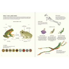 Agua y tierra - Anfibios y reptiles de América - Librería El gato Neftalí
