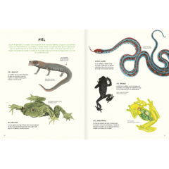 Agua y tierra - Anfibios y reptiles de América