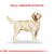 Alimento para Perro Labrador Adult Royal Canin en internet