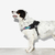 Imagen de Arnés Gotham Fly Harness Zee Dog