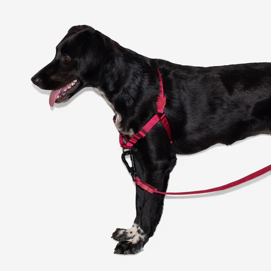 Arnes clearance pet supply