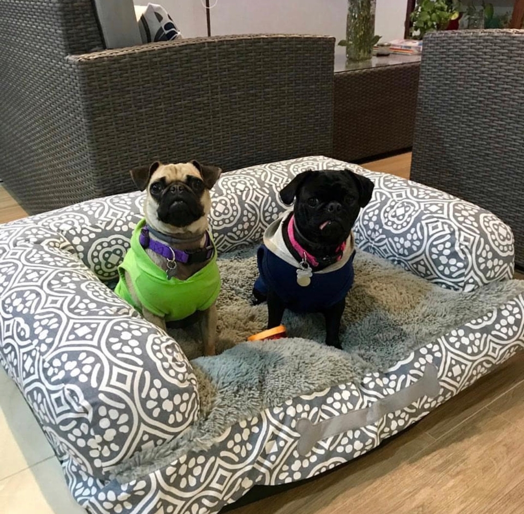 Camas para perros estilo sofa