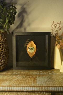 Beija-flor-de-garganta-verde e a Camélia | moldura 24x24cm - Leveza Art