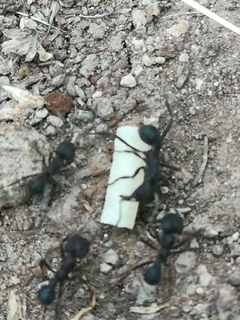 Cebo Hormigas Negras Cortadoras 2kg - tienda online