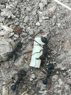 Cebo Hormigas Negras Cortadoras 1kg - tienda online