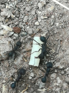 Promo Cebo Hormigas Negras Cortadoras 3kg - tienda online
