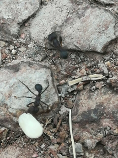 Cebo Hormigas Negras Cortadoras 2kg - Nateien - Productos orgánicos para huerta y jardín
