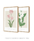 Conjunto 2 Quadros Decorativos - Tulipa Renascer, Jasmim Encantar - loja online